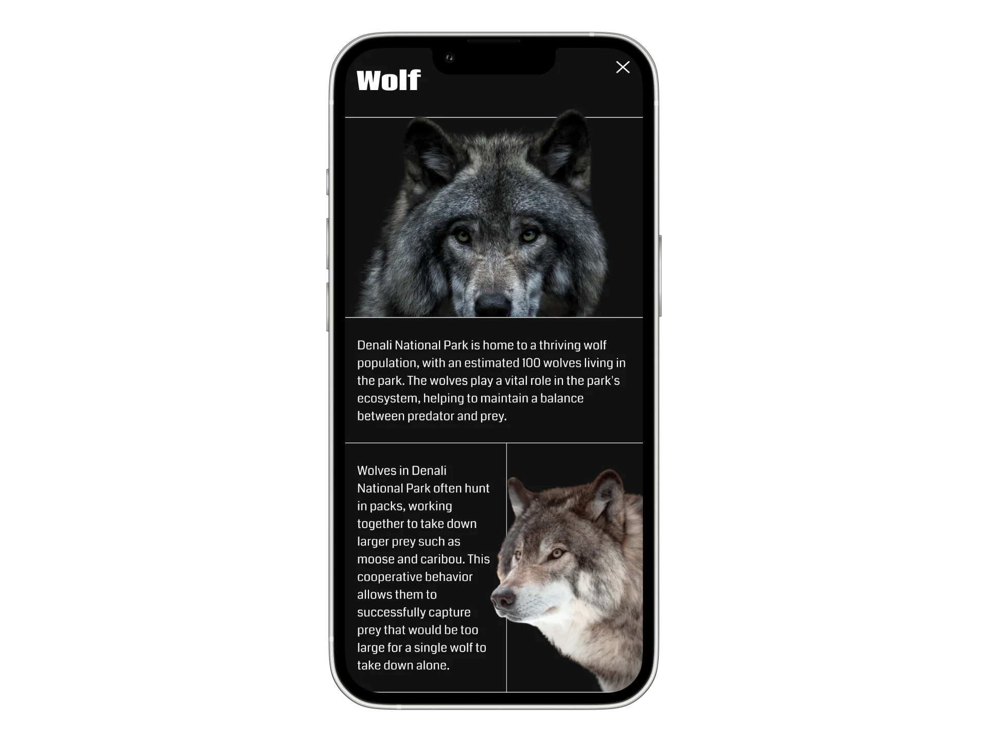 Wolf article on a phone